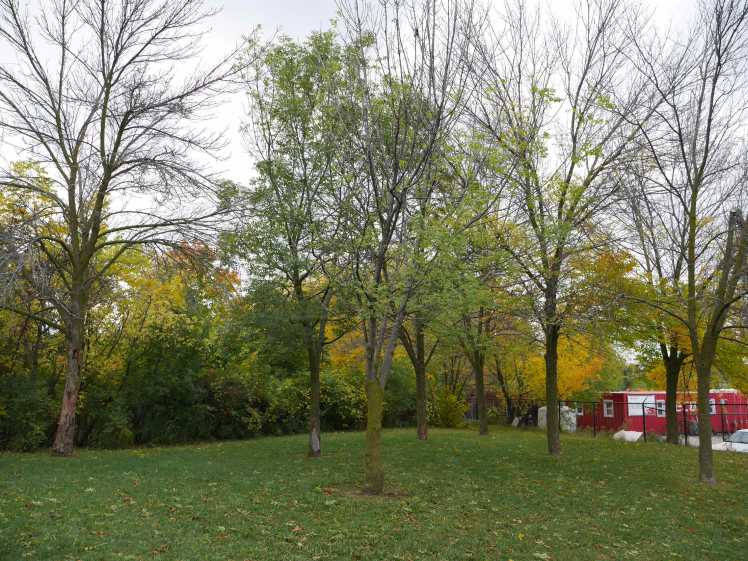tree removal at Uniroyal Goodrich Park