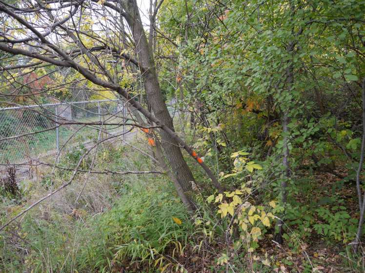 tree removal at Uniroyal Goodrich park