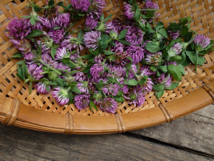 red clover blossoms