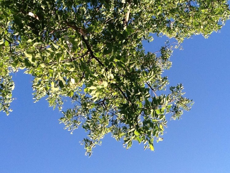 Looking at the sky and trees from lying on the ground.