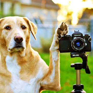 dog with its paw on a camera ready to take a photo